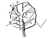 1ARB-ACACIA.dwg