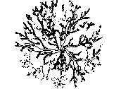 ARB-P1.dwg