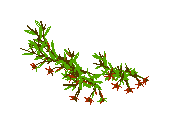 FLOR-3D.dwg